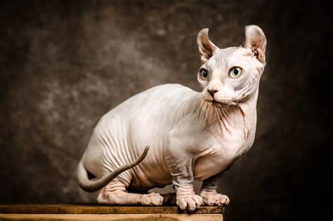 A Guide to Sphynx Cats: Characteristics, Care & Comparison